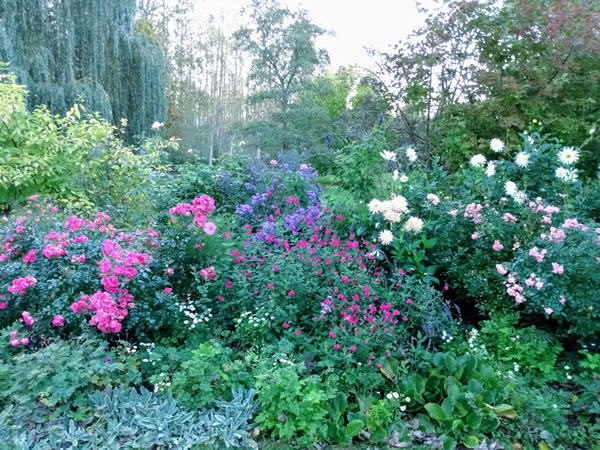 Garden in Summer